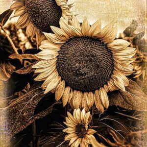 Oklahoma Sunflower, OSU Botanical Gardens